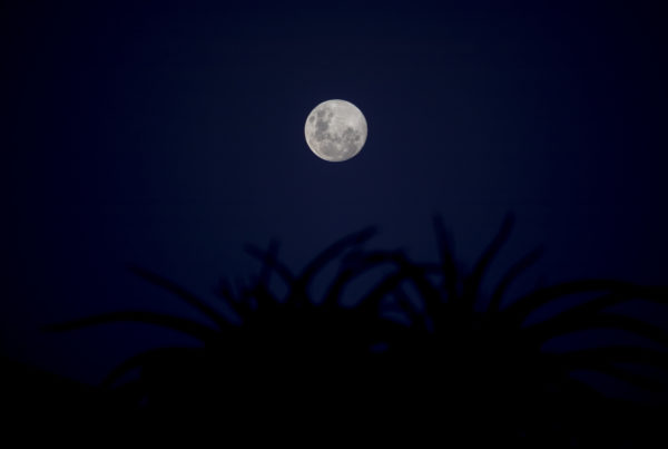 Full moon behind palm trees