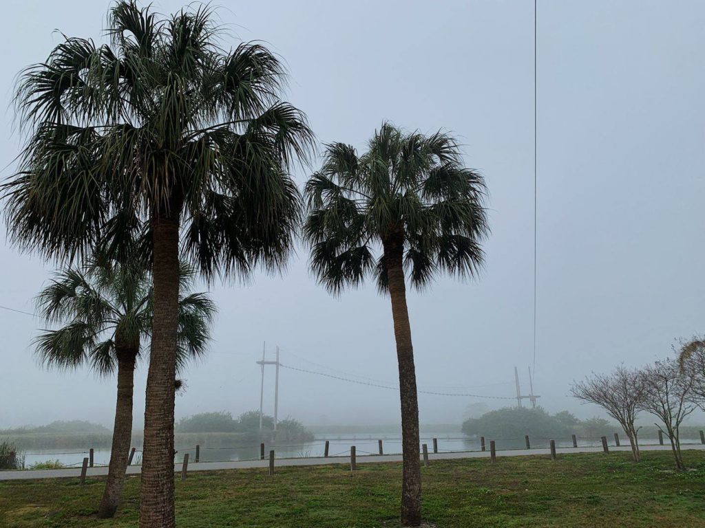 Palm trees with fog in the background