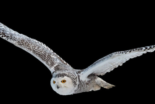 white owl flying in the night