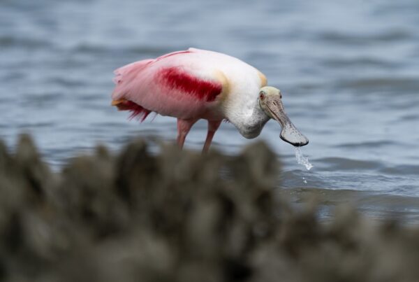 A Roseate Spoonbill wades through Florida water.